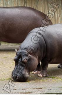 Hippo 0018